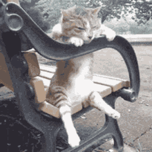 Bored Cat Kitty GIF - Bored Cat Kitty Chilling GIFs