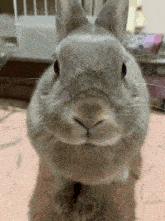 a close up of a bunny rabbit 's face looking at the camera