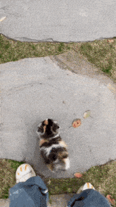 a person standing next to a calico cat
