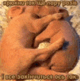 a couple of pigs laying on top of each other on a bed with a caption in a foreign language .