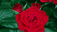 गुलाब सिर्फ तुमसे प्यार हैं GIF - Gulab Pyar Tohfa GIFs