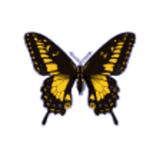 fly butterfly