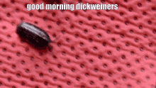 Brown Dickweiners GIF - Brown Dickweiners Roly Poly GIFs