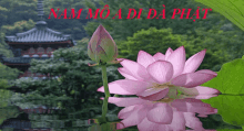 Adida Lotus GIF - Adida Lotus GIFs