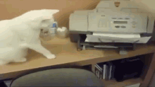 I Hope That Wasn'T An Important Document GIF - Cat Printer GIFs