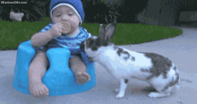 Baby Bunny GIF - Baby Bunny Rabbit GIFs