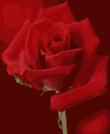 Rose Red GIF - Rose Red Spinning GIFs
