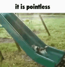 It Is Pointless Cat GIF - It Is Pointless Cat Slide GIFs