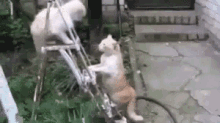 Cats Cat Fight GIF - Cats Cat Fight GIFs