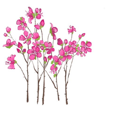 Cherry Blossoms Pink Sticker for iOS & Android, GIPHY
