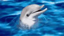 happy dolphin