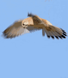 Kaww Bird GIF - Kaww Bird Flying GIFs