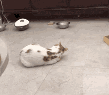 Shimi Cat GIF - Shimi Cat GIFs