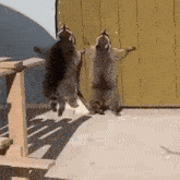 Raccoons Begging Raccoons Door GIF - Raccoons Begging Raccoons Door Raccoon GIFs