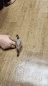 a small bird is being held by a person on a wooden floor