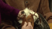 This Surprised Looking Eagle Is Going To Be Released Once It'S Been Fully Rehabilitated. GIF - Shocked Surprised What GIFs
