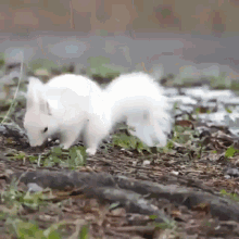 Albino Squirrel GIF - Albino Squirrel GIFs