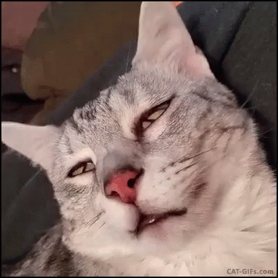 Funny Animals Sleeping GIF - Funny Animals Sleeping Rem - Discover & Share  GIFs