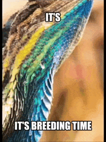 a picture of a lizard with the words it 's breeding time written below it