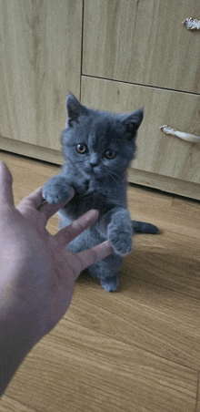 a person is petting a small gray kitten on the floor