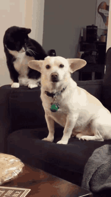 Diplein Cat And Dog GIF