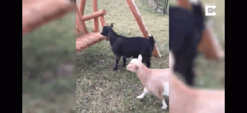 Goats Freeze When Scared GIFs | Tenor