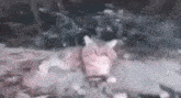 a blurry picture of a cat laying on the ground in a dark room .