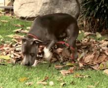 Just Five More Wipes.. Per Paw... GIF - Cesar911 Cesar911series Dogs GIFs