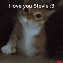 a picture of a cat with the words " i love you stevie " on the bottom