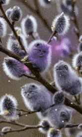 a bunch of fluffy cats sitting on a tree branch