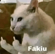 Fakiu Cat GIF - Fakiu Cat Fakiu Cat GIFs
