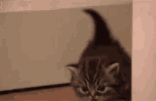 Cat Kitten GIF - Cat Kitten Snooping GIFs