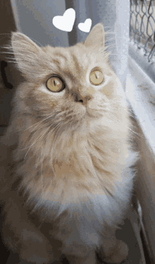 a fluffy cat with yellow eyes is looking at the camera