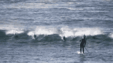 Dolphin Surfing GIF