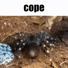 Tarantula Cope GIF - Tarantula Cope Dance GIFs