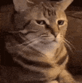 a close up of a cat sitting on a couch .