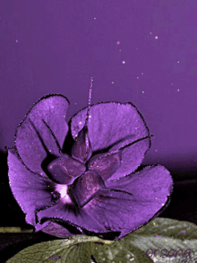 purple flower sparkle glitter