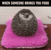 funny animals hedgehog feed rollover so cute