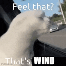 a white cat is looking out the window of a car .