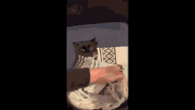 Cats Blankets GIF - Cats Blankets GIFs