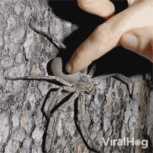 Gently Petting The Spider Viralhog GIF - Gently Petting The Spider Viralhog Petting The Spider GIFs