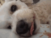 Dog Smile Nap GIF - Dog Smile Nap Nariz GIFs