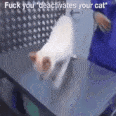 a cat is sitting on a table with the words " fuck you deactivates your cat " on the bottom