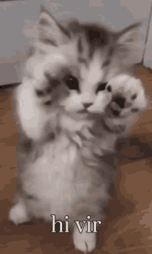 Hi Vir Kitten GIF - Hi Vir Kitten Hiii GIFs