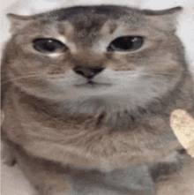 a close up of a cat 's face with a blurred background