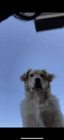 Dog Doggy GIF - Dog Doggy Atomi GIFs