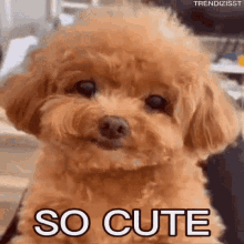 So Cute Puppy GIF - So Cute Puppy GIFs