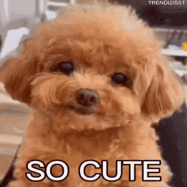 So Cute Puppy GIF - So Cute Puppy - Discover & Share GIFs