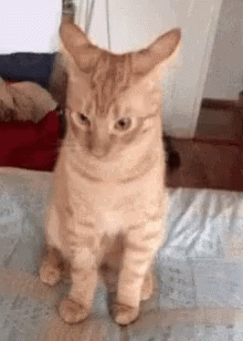 Funny Animals Nose Up GIF - Funny Animals Nose Up Too Good - Discover &  Share GIFs