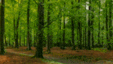 Tree Forest GIF - Tree Forest Green GIFs
